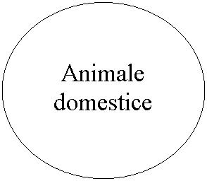 Oval: Animale domestice
