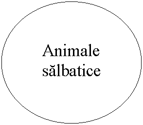 Oval: Animale salbatice
