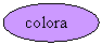 Oval: colora