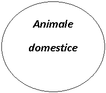 Oval: Animale
domestice
