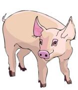 Clipart - Cochon - Cochons - Cliparts - Image