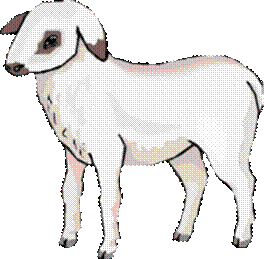 Clipart - Mouton - Moutons - Cliparts - Image