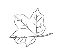 Leaf 2 Fall Foliage Coloring Page