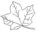 Leaf 2 Fall Foliage Coloring Page