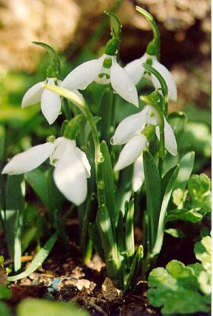 snowdrop[1].jpg