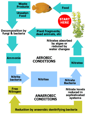 https://www.midwestaquatic.com/images/ill_nitrogen_cycle.gif