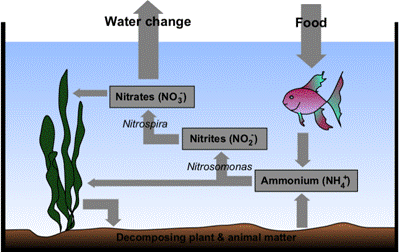 The Nitrogen Cycle or Nitrification Process explained