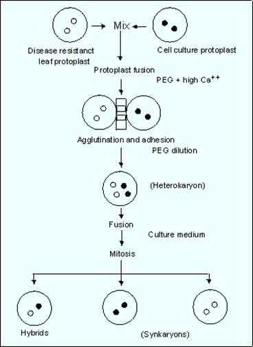 Protoplast fusion