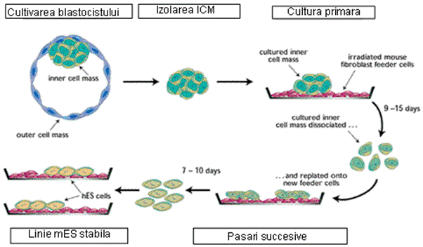 D:tesispt doctoratkepek stem15geron_fig1.gif