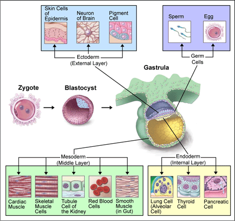 D:tesispt doctoratkepek stemCell_differentiation.gif