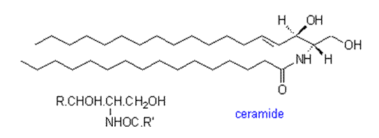 Structural formula of a ceramide