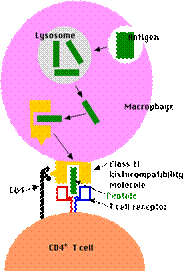 ClassIIpath