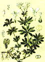 Vinarita