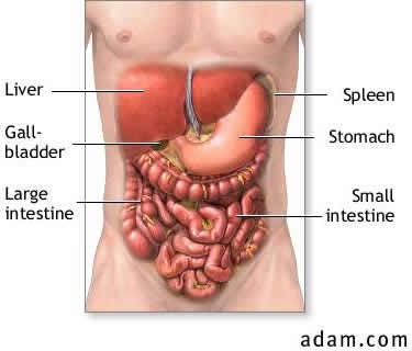 liver-abdomen-thumb Liver Cirrhosis Case Study