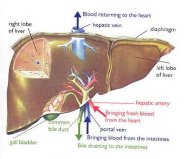 liver cirrhosis