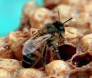 Propolis - antibiotic natural