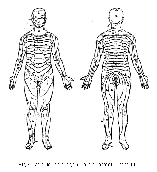 Text Box: 

Fig.8. Zonele reflexogene ale suprafetei corpului
