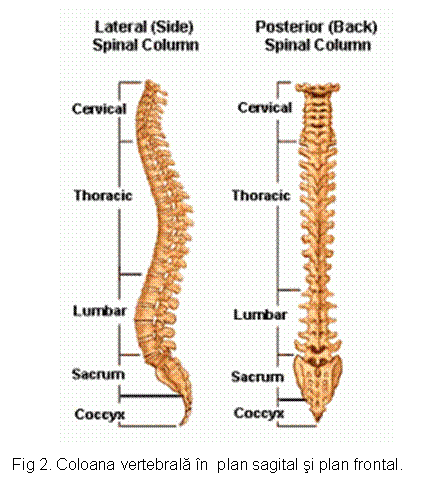 Text Box: 
Fig 2. Coloana vertebrala in plan sagital si plan frontal.
