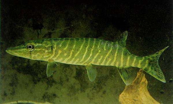 Stiuca (Esox lucius)