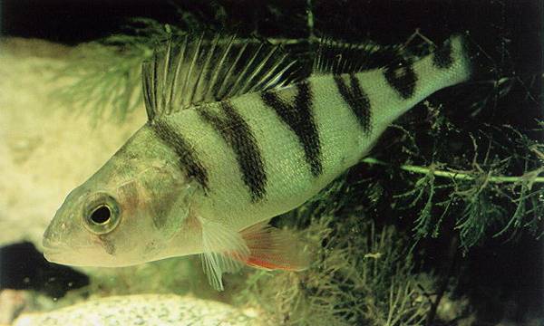 Biban (Perca Fluviatilis)