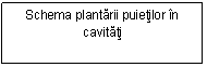 Text Box: Schema plantarii puietilor in cavitati