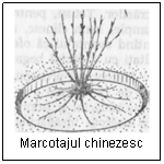 Text Box:  
Marcotajul chinezesc
