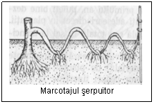 Text Box:  
Marcotajul serpuitor
