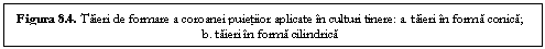 Text Box: Figura 8.4. Taieri de formare a coroanei puietiior aplicate in culturi tinere: a. taieri in forma conica; b. taieri in forma cilindrica
