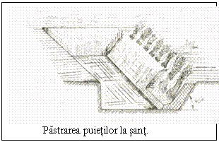 Text Box: 
Pastrarea puietilor la sant.
