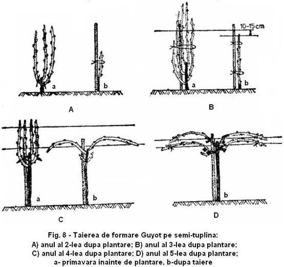 fig 8 taierea de formare guyot pe semi-tulpina